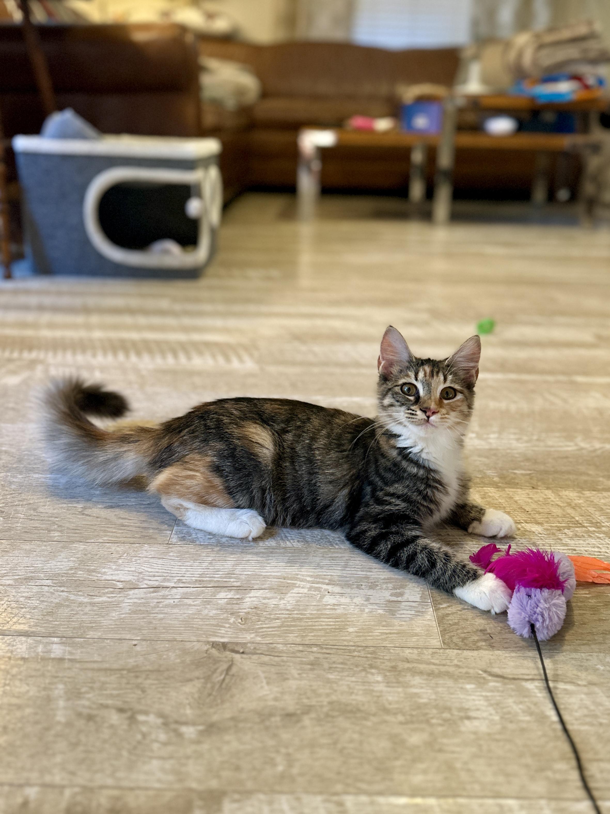 Enlarge Bonnie, a Adoptable Domestic Medium Hair in Suffolk, VA image 3/6