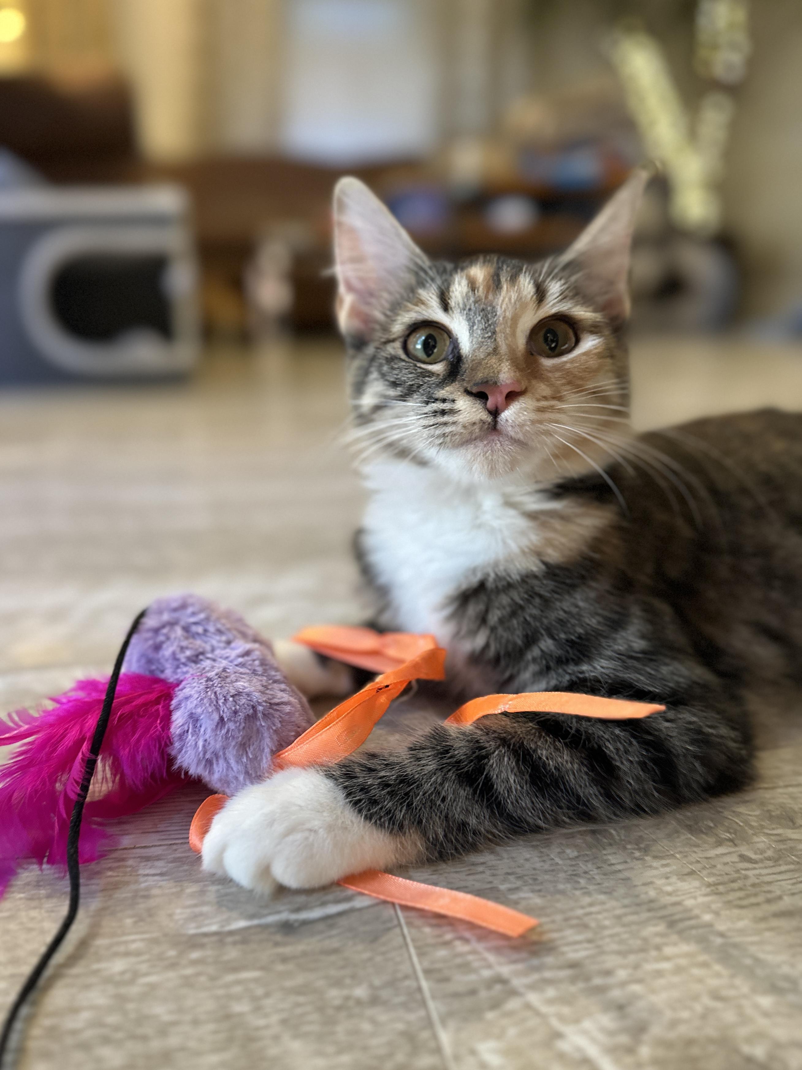 Enlarge Bonnie, a Adoptable Domestic Medium Hair in Suffolk, VA image 2/6