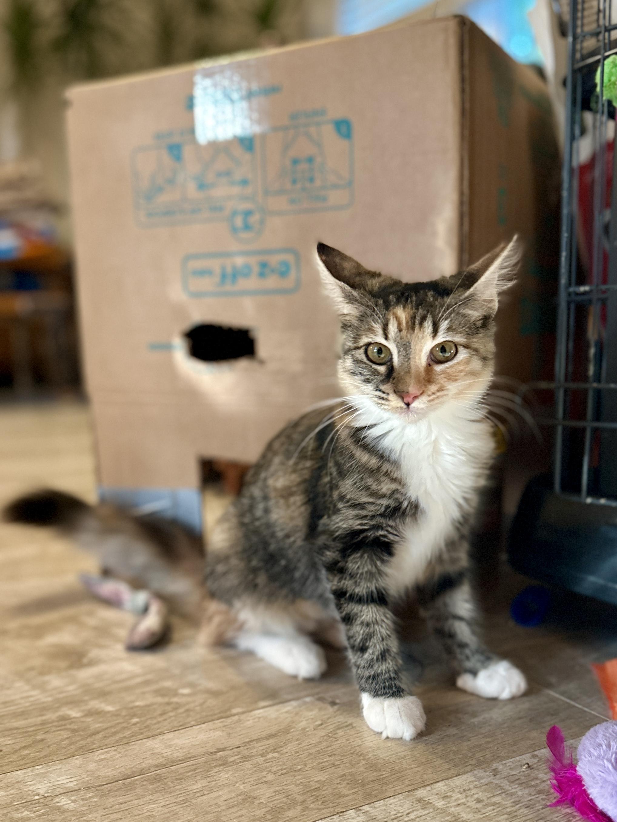 Enlarge Bonnie, a Adoptable Domestic Medium Hair in Suffolk, VA image 4/6