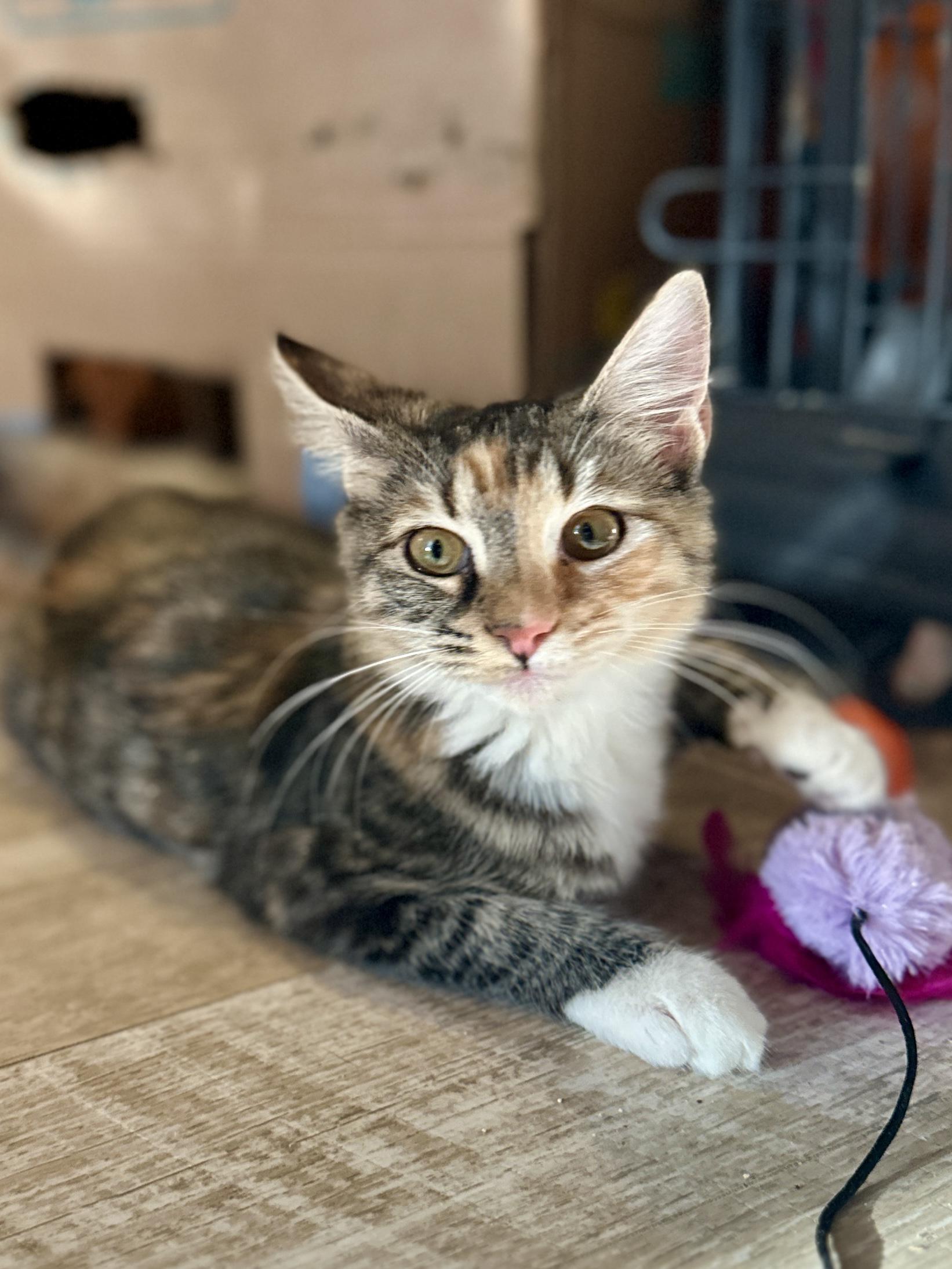 Bonnie, Adoptable, Kitten Female Domestic Medium Hair.