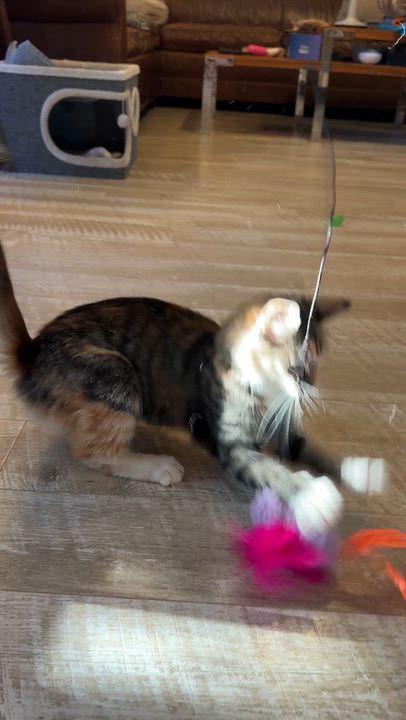 Enlarge Bonnie, a Adoptable Domestic Medium Hair in Suffolk, VA video 5/6