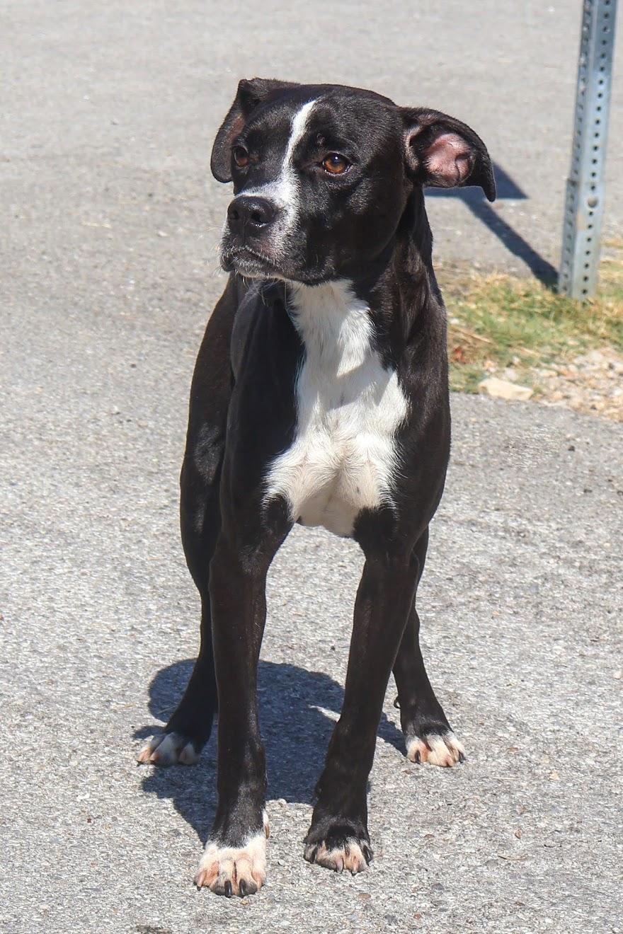 Enlarge Reef, a Adoptable Boxer in Hollister, MO image 3/4