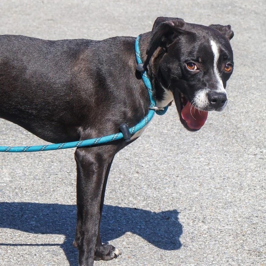 Reef, Adoptable, Young Male Boxer.
