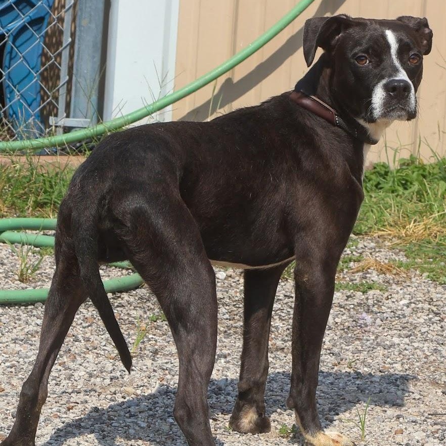 Enlarge Reef, a Adoptable Boxer in Hollister, MO image 2/4