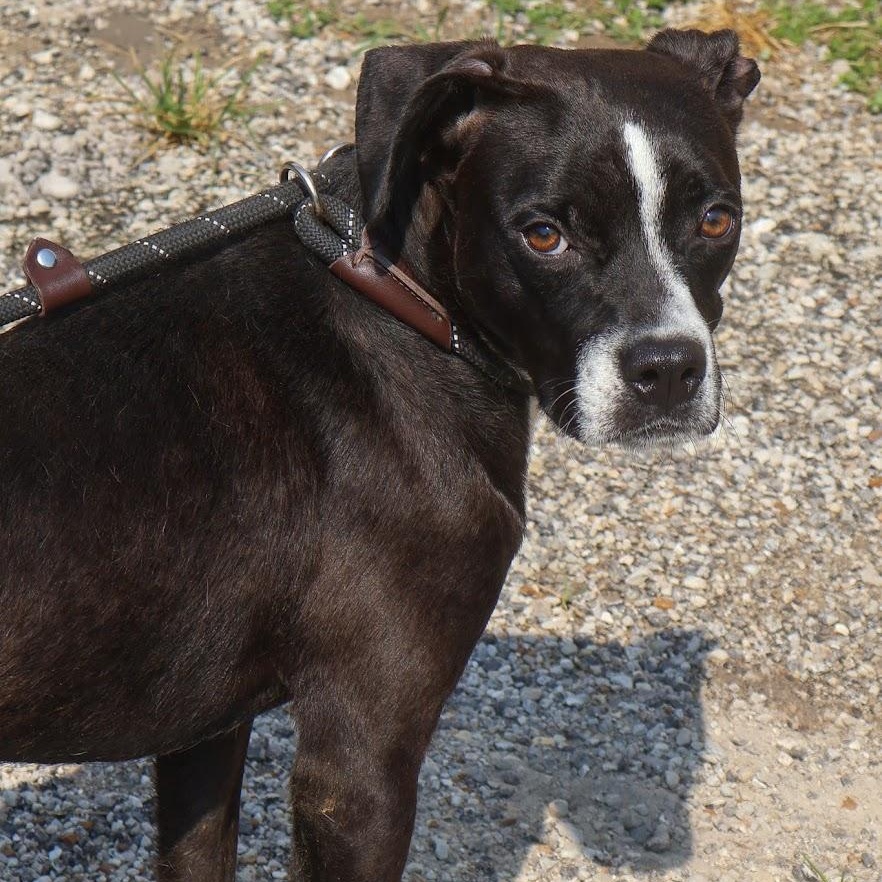 Enlarge Reef, a Adoptable Boxer in Hollister, MO image 4/4