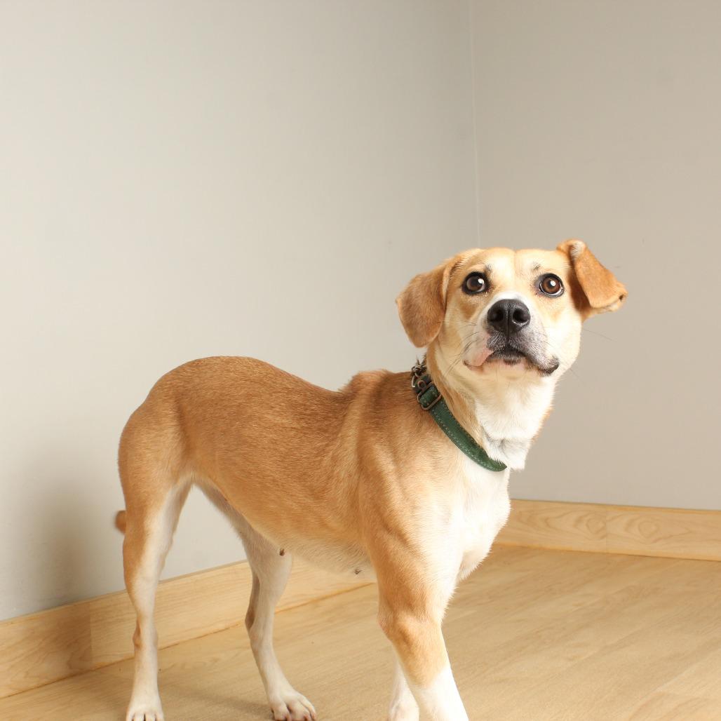 Rylee Jade D68592, Adoptable, Young Female Shepherd & Mixed Breed.