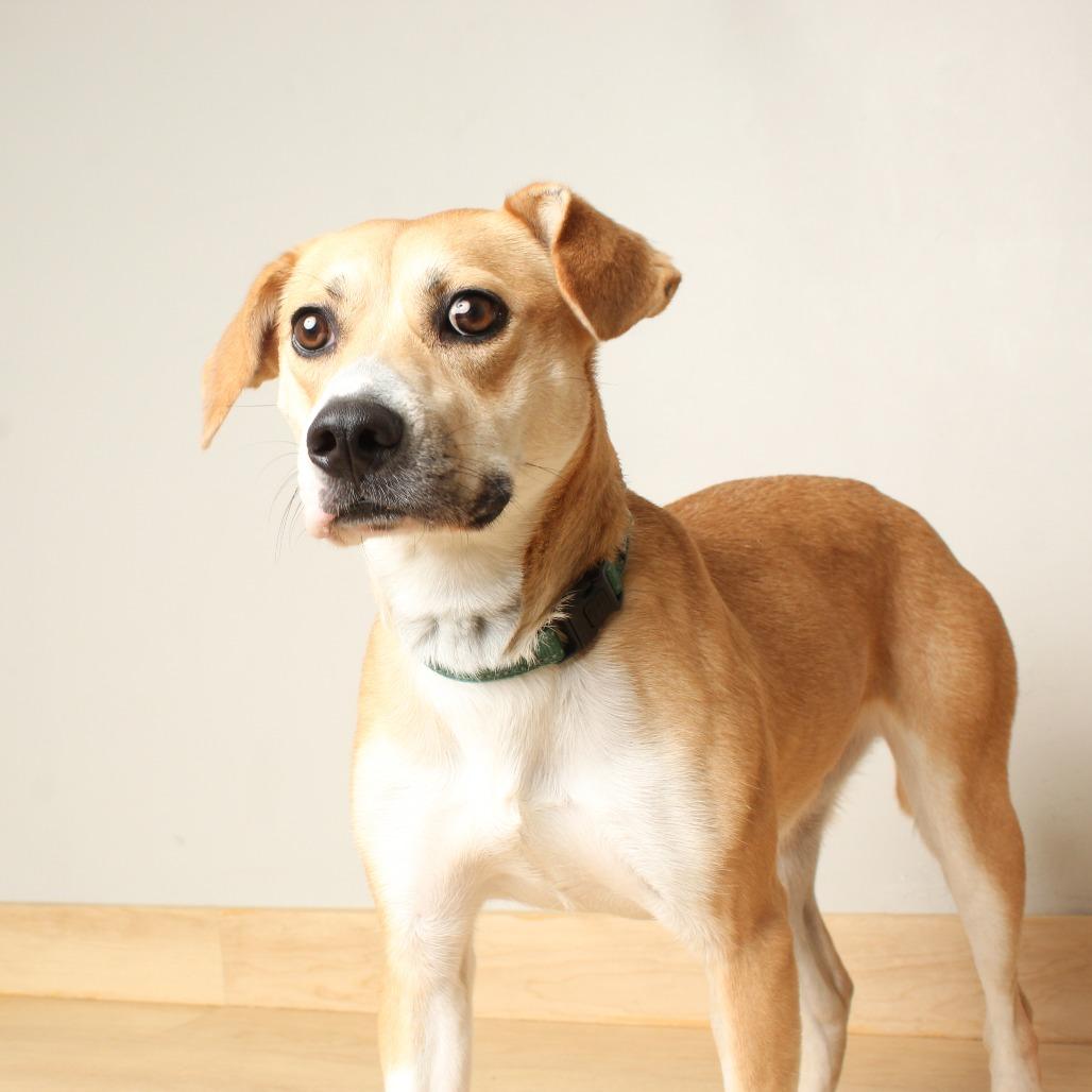 Enlarge Rylee Jade D68592, a Adoptable mixed breed in Minnetonka, MN image 2/6