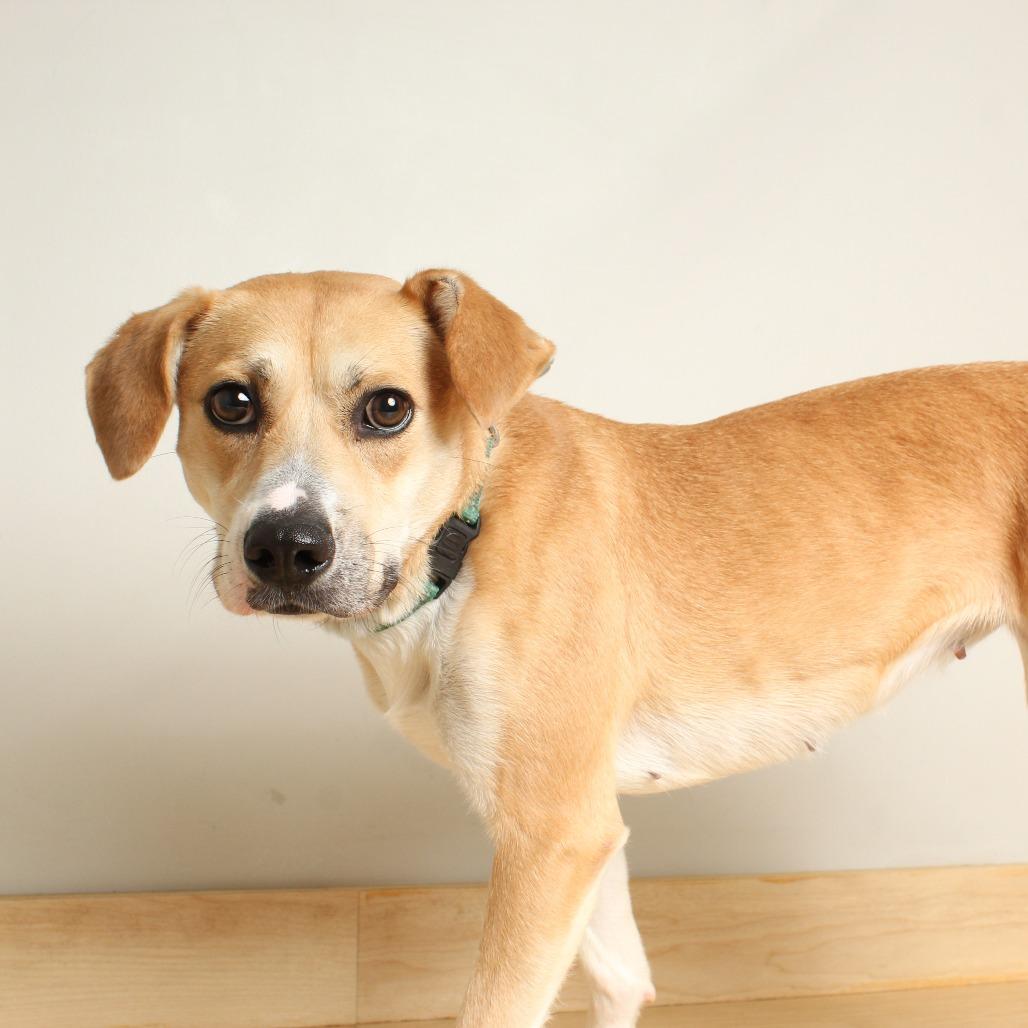 Enlarge Rylee Jade D68592, a Adoptable mixed breed in Minnetonka, MN image 3/6