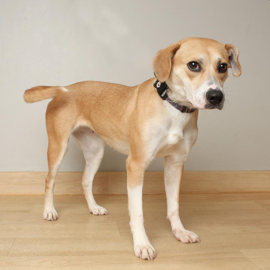 Enlarge Rylee Jade D68592, a Adoptable mixed breed in Minnetonka, MN image 4/6