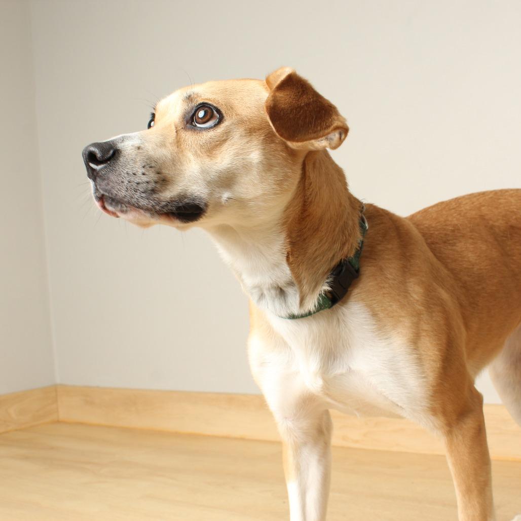 Enlarge Rylee Jade D68592, a Adoptable mixed breed in Minnetonka, MN image 5/6