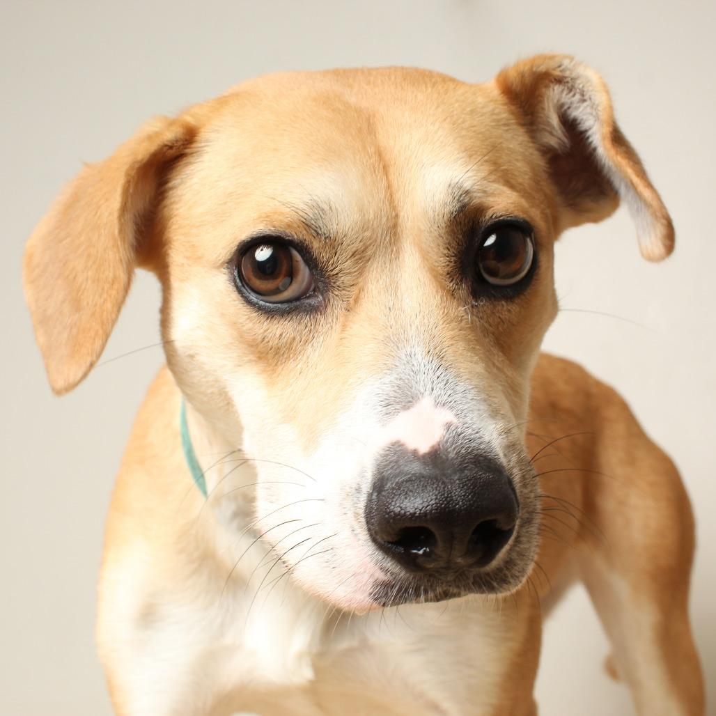 Enlarge Rylee Jade D68592, a Adoptable mixed breed in Minnetonka, MN image 6/6