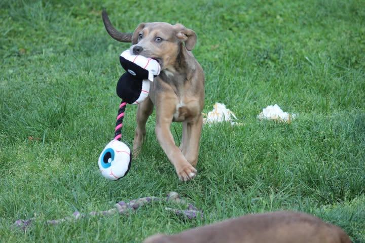 Enlarge Pearl, a ADOPTABLE mixed breed in Huntington, WV image 5/6
