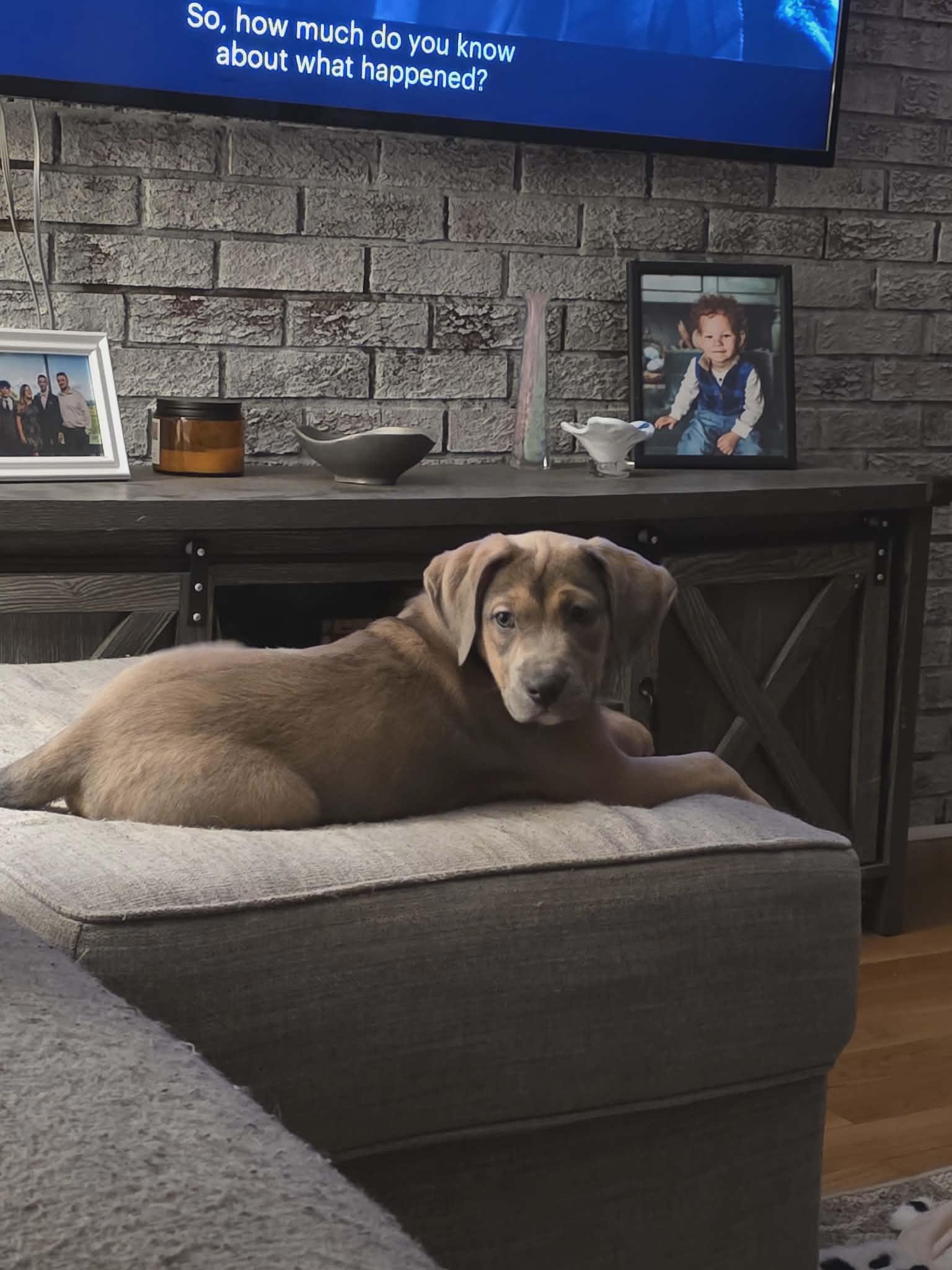 Enlarge Pearl, a ADOPTABLE mixed breed in Huntington, WV image 6/6