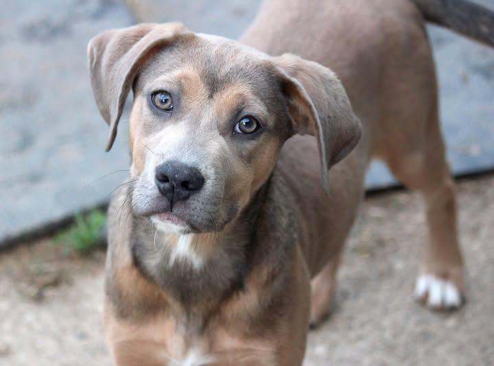 Pearl, ADOPTABLE, Puppy Female Pit Bull Terrier & Coonhound.