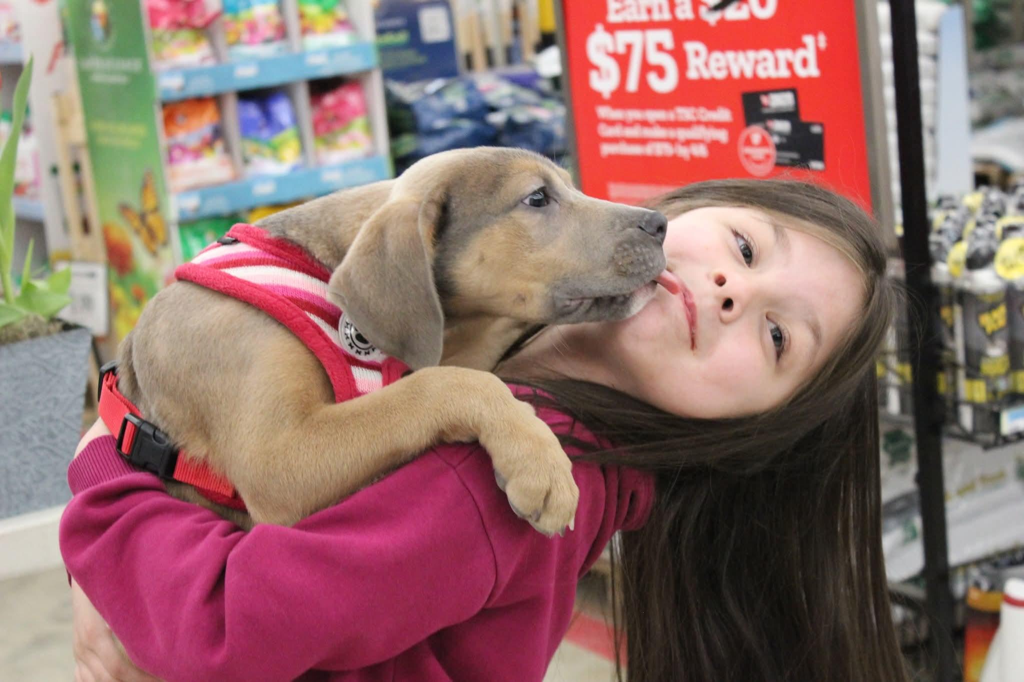 Enlarge Pearl, a ADOPTABLE mixed breed in Huntington, WV image 2/6