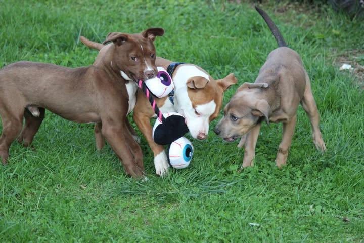 Enlarge Pearl, a ADOPTABLE mixed breed in Huntington, WV image 6/6
