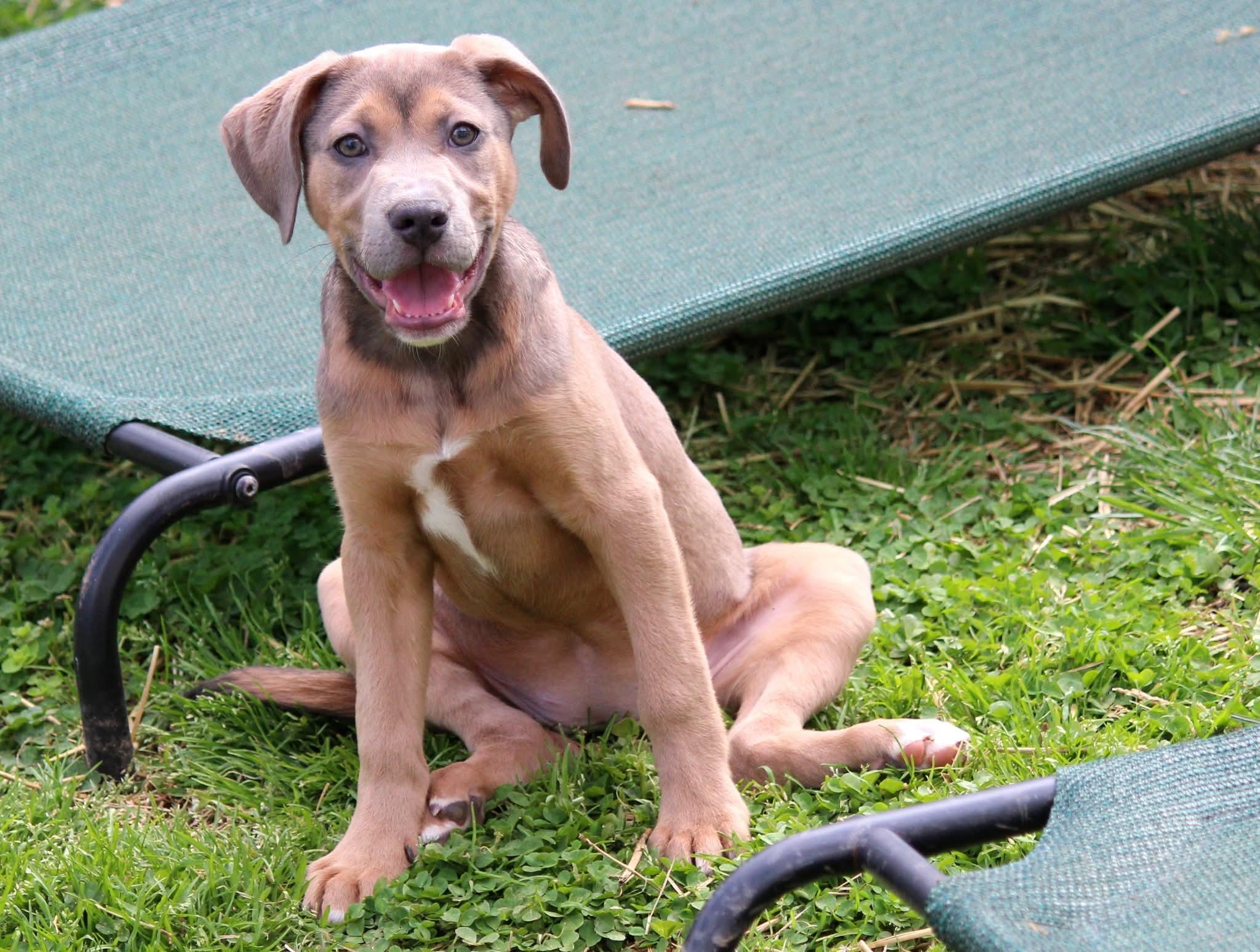 Enlarge Pearl, a ADOPTABLE mixed breed in Huntington, WV image 1/6