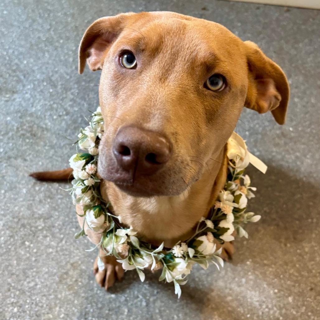 Tooti, Adoptable, Young Female Vizsla & Weimaraner.