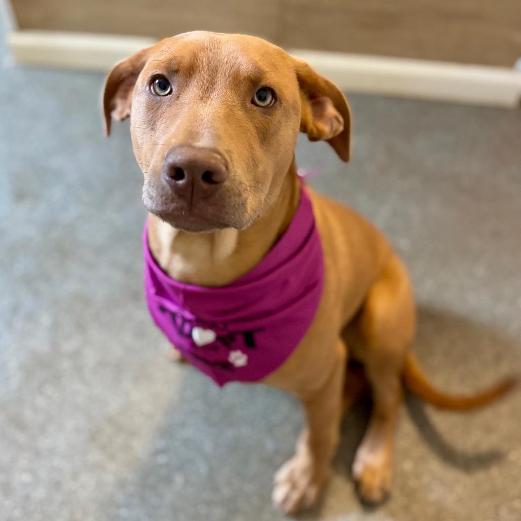 Enlarge Tooti, a Adoptable mixed breed in Metamora, MI image 3/6