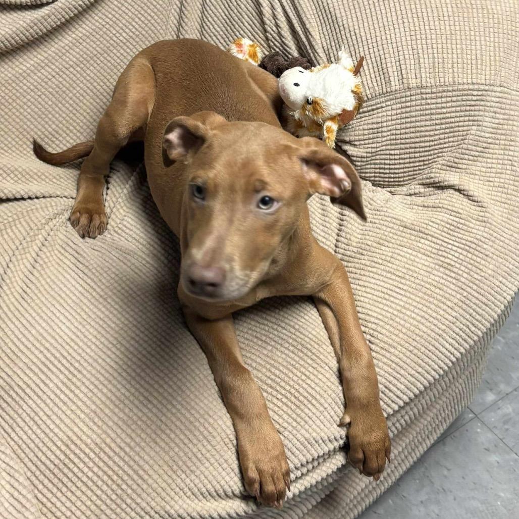 Enlarge Tooti, a Adoptable mixed breed in Metamora, MI image 4/6