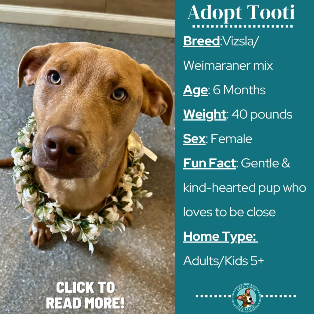 Enlarge Tooti, a Adoptable mixed breed in Metamora, MI image 5/6