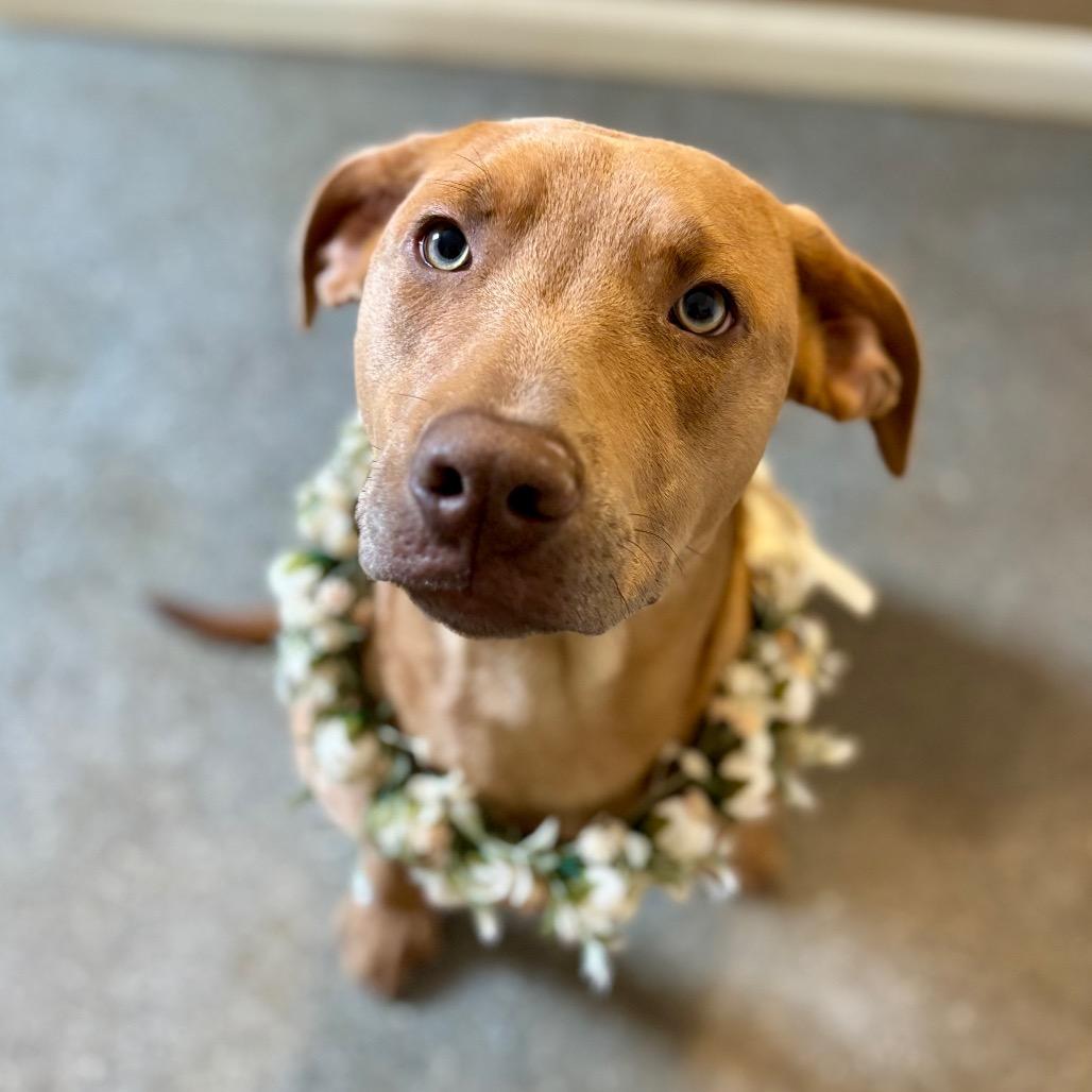 Enlarge Tooti, a Adoptable mixed breed in Metamora, MI image 6/6