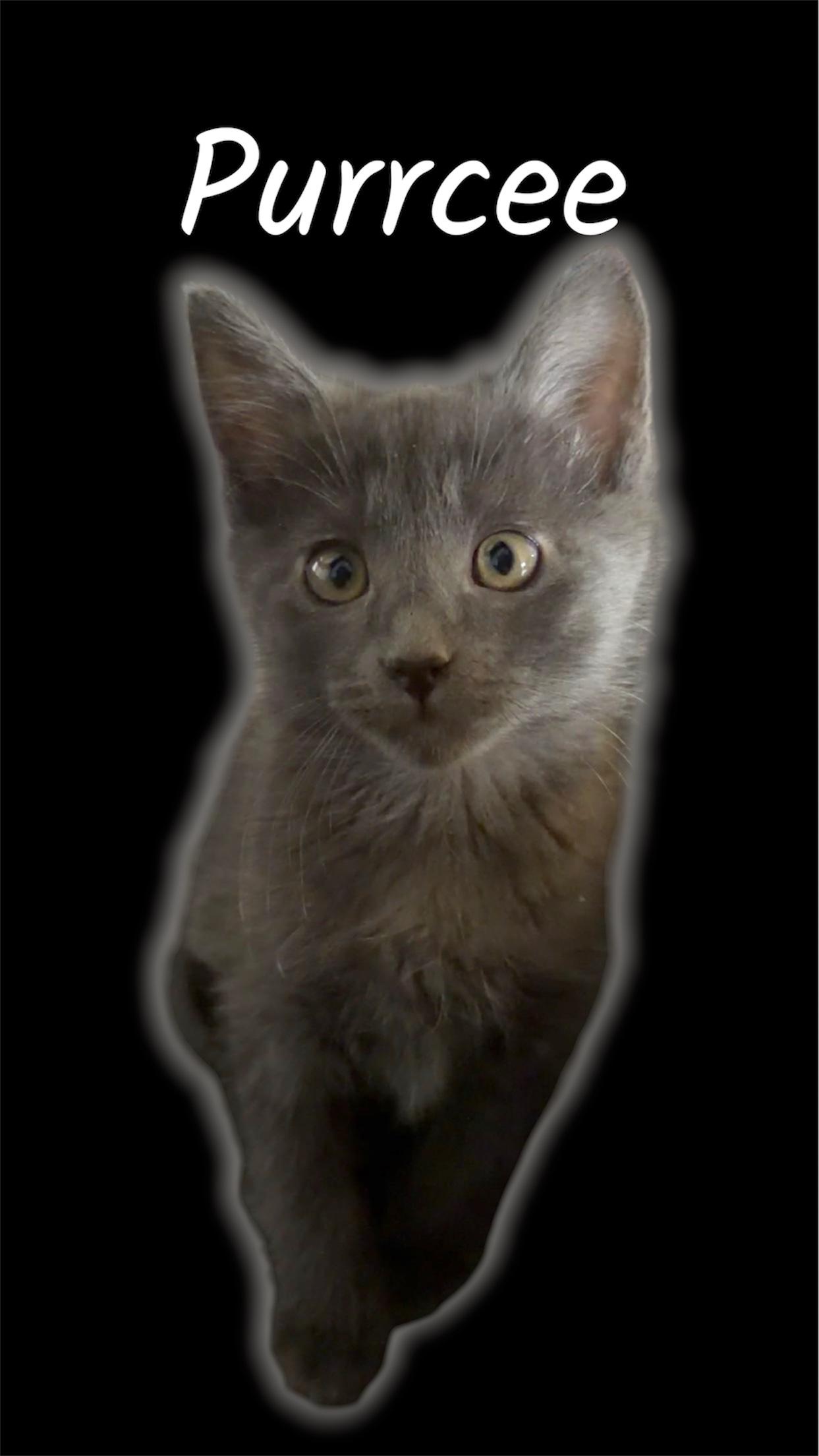 Purrcee (Bonded with Clawdia), ADOPTABLE, Kitten Male Domestic Short Hair.