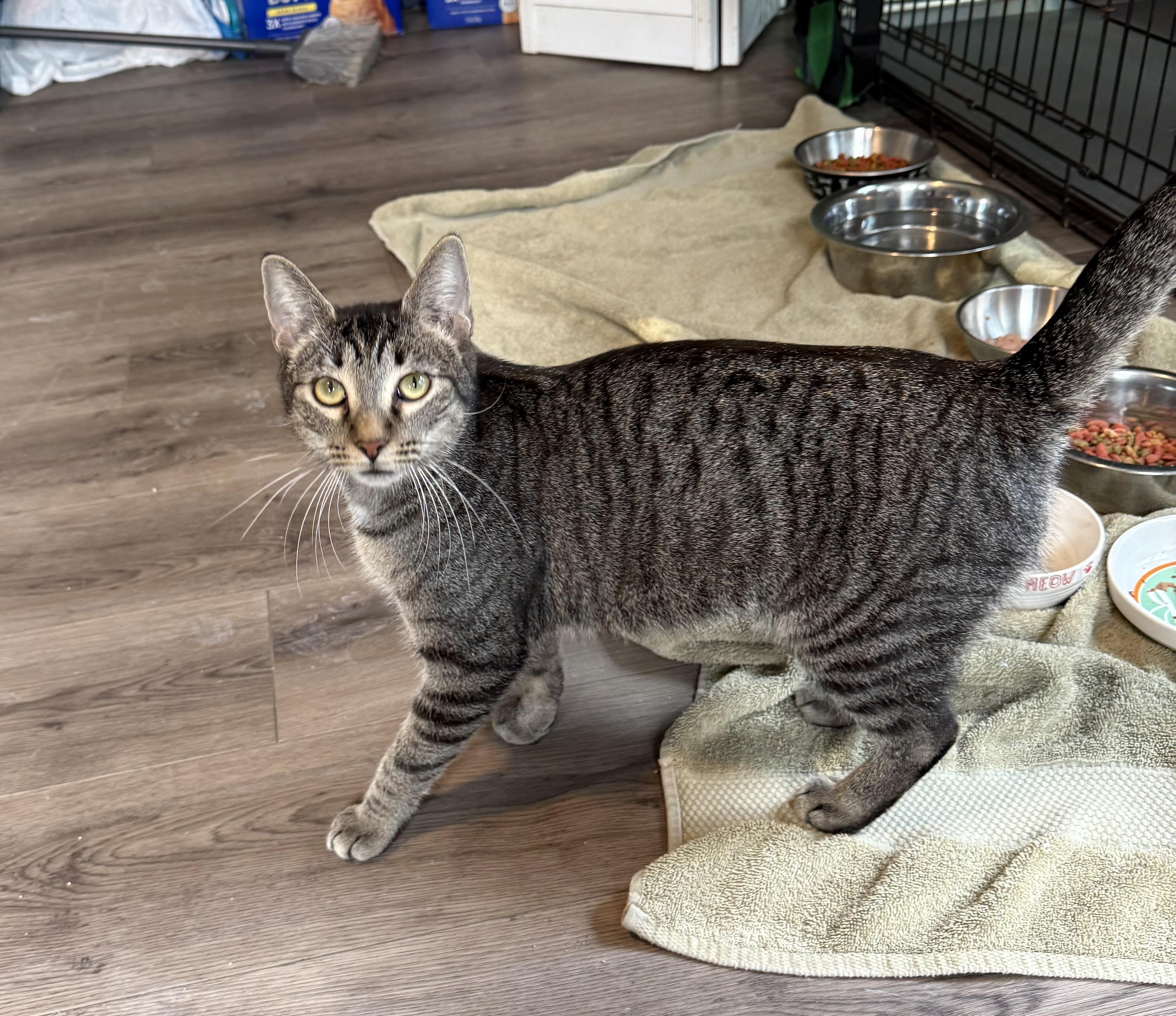 Tinkerbell, ADOPTABLE, Adult Female Domestic Short Hair & Tabby.