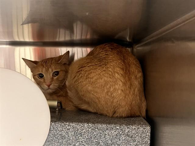 PUMPKIN, Adoptable, Adult Female Domestic Short Hair.