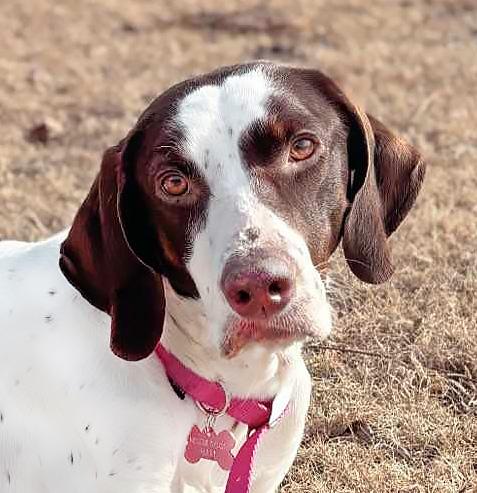 Daisy, a Adoptable Pointer in Wood Dale, IL image 2/6