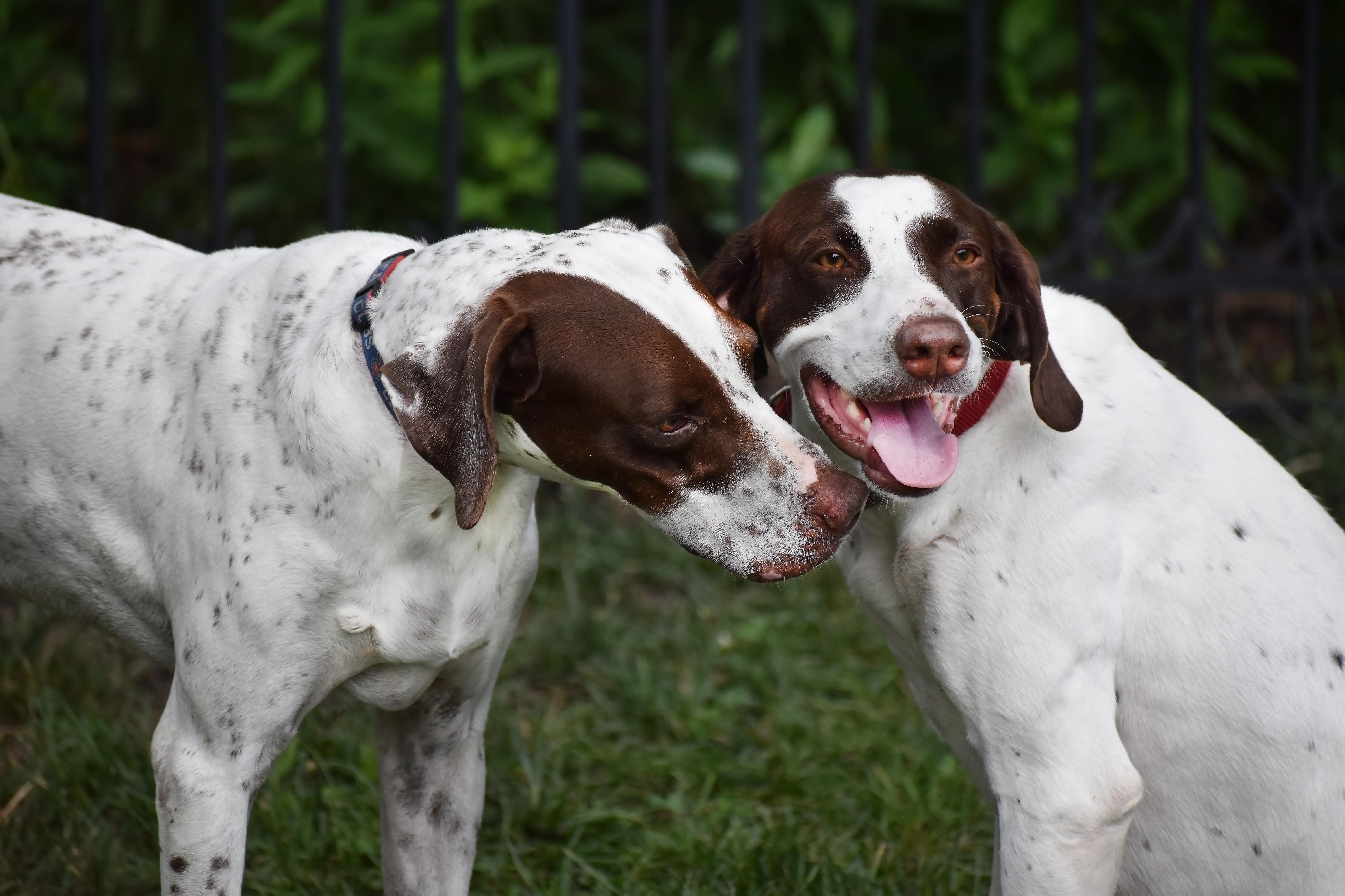 Daisy, a Adoptable Pointer in Wood Dale, IL image 4/6