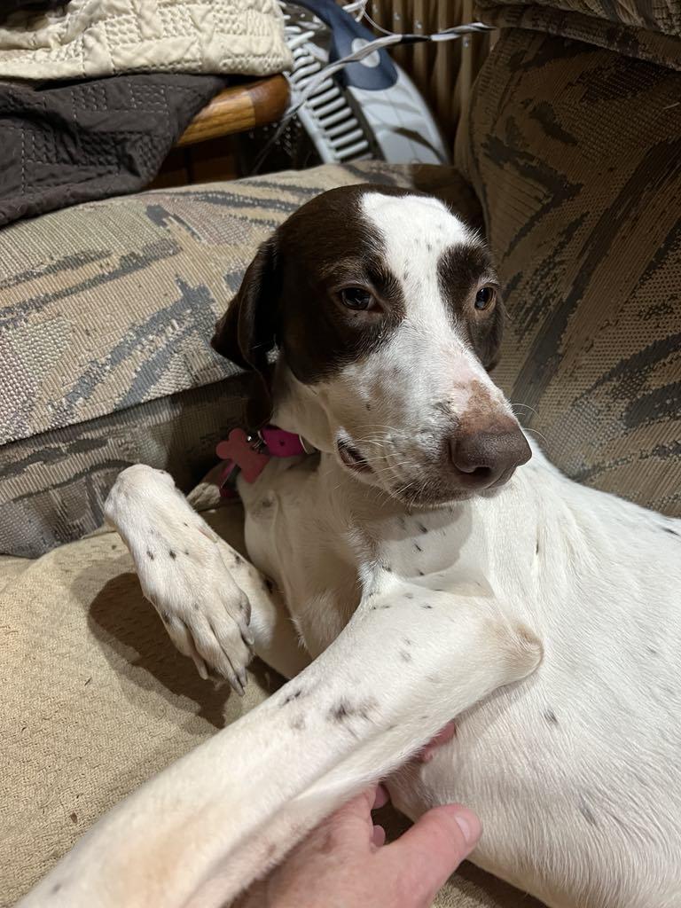 Daisy