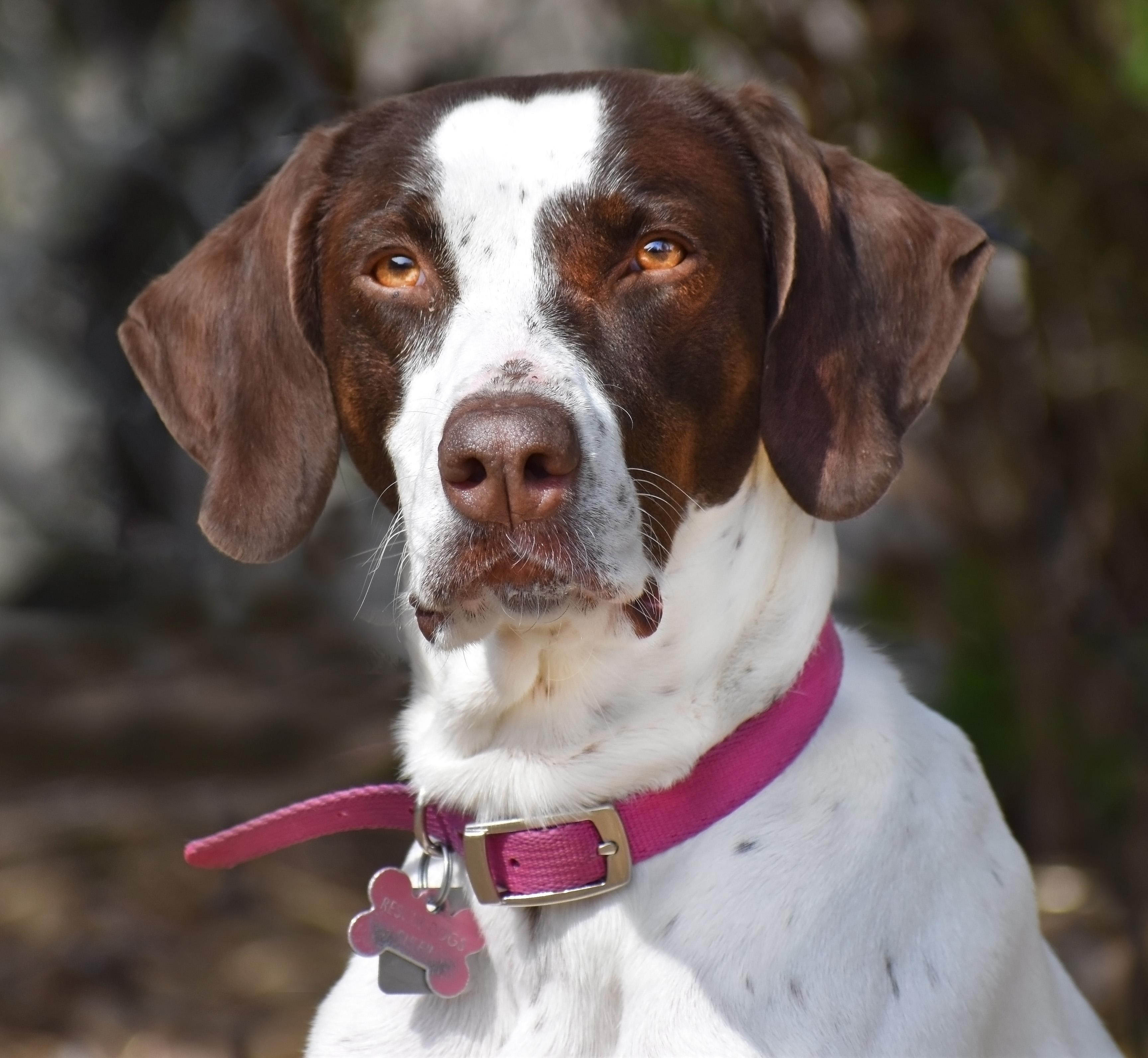 Daisy, a Adoptable Pointer in Wood Dale, IL image 1/6