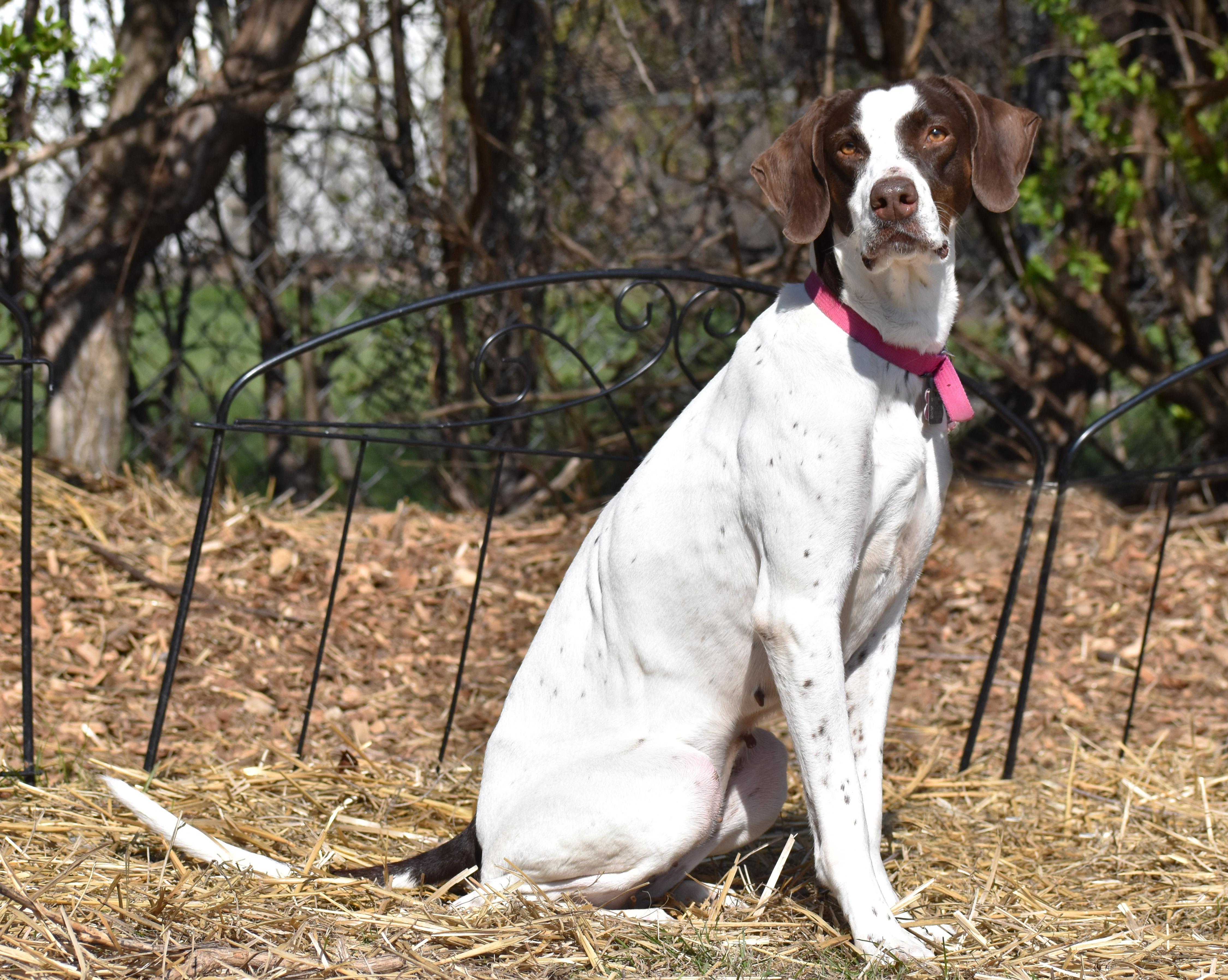 Daisy, a Adoptable Pointer in Wood Dale, IL image 3/6