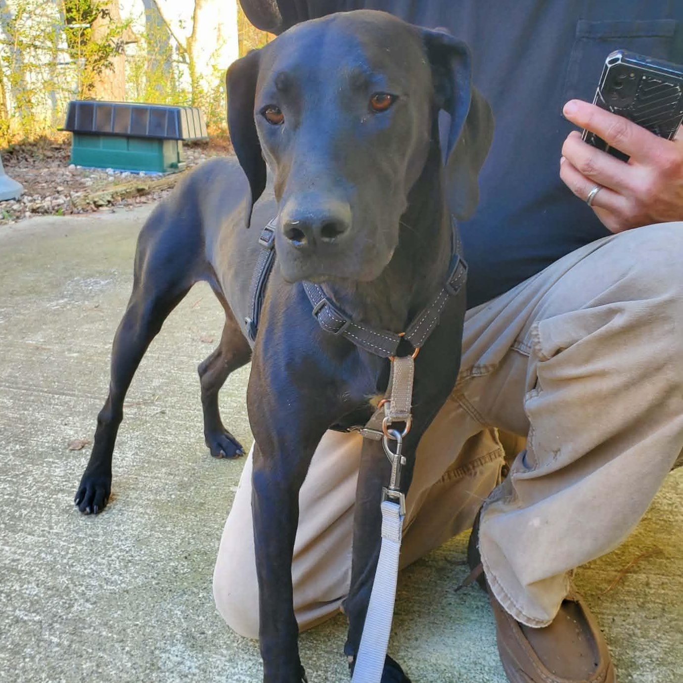 Coal, a ADOPTABLE Black Labrador Retriever in Grant, AL image 4/4