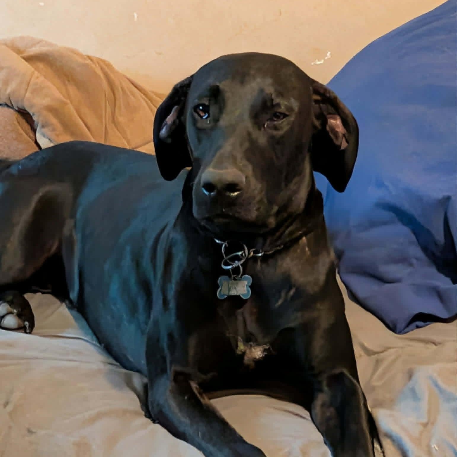 Coal, a ADOPTABLE Black Labrador Retriever in Grant, AL image 1/4