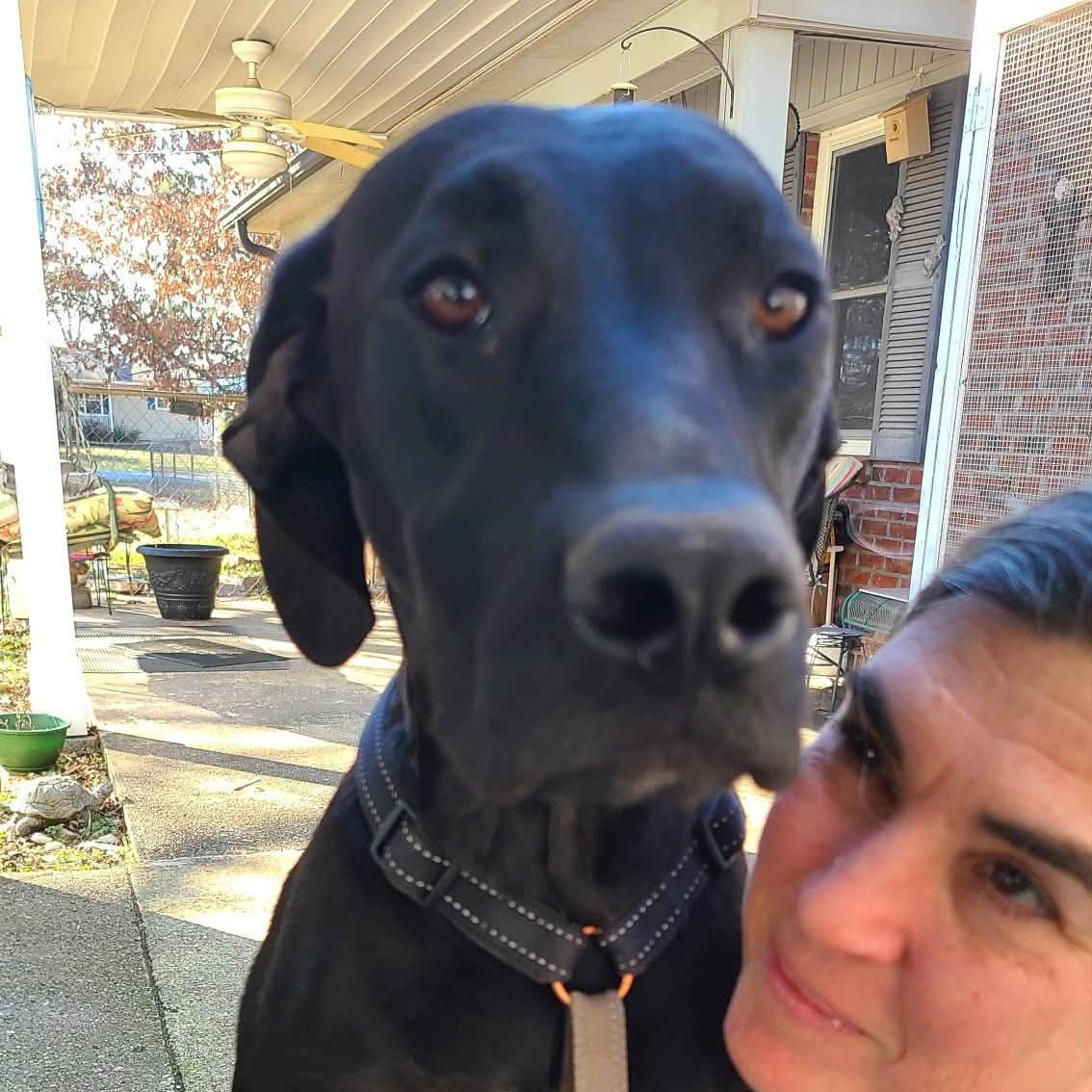 Coal, a ADOPTABLE Black Labrador Retriever in Grant, AL image 3/4