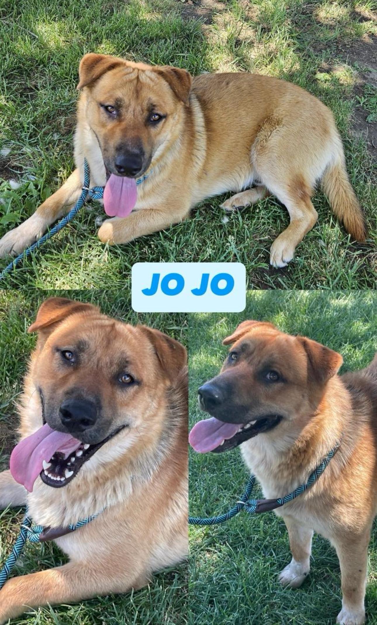Jo Jo, Adoptable, Young Male Labrador Retriever.