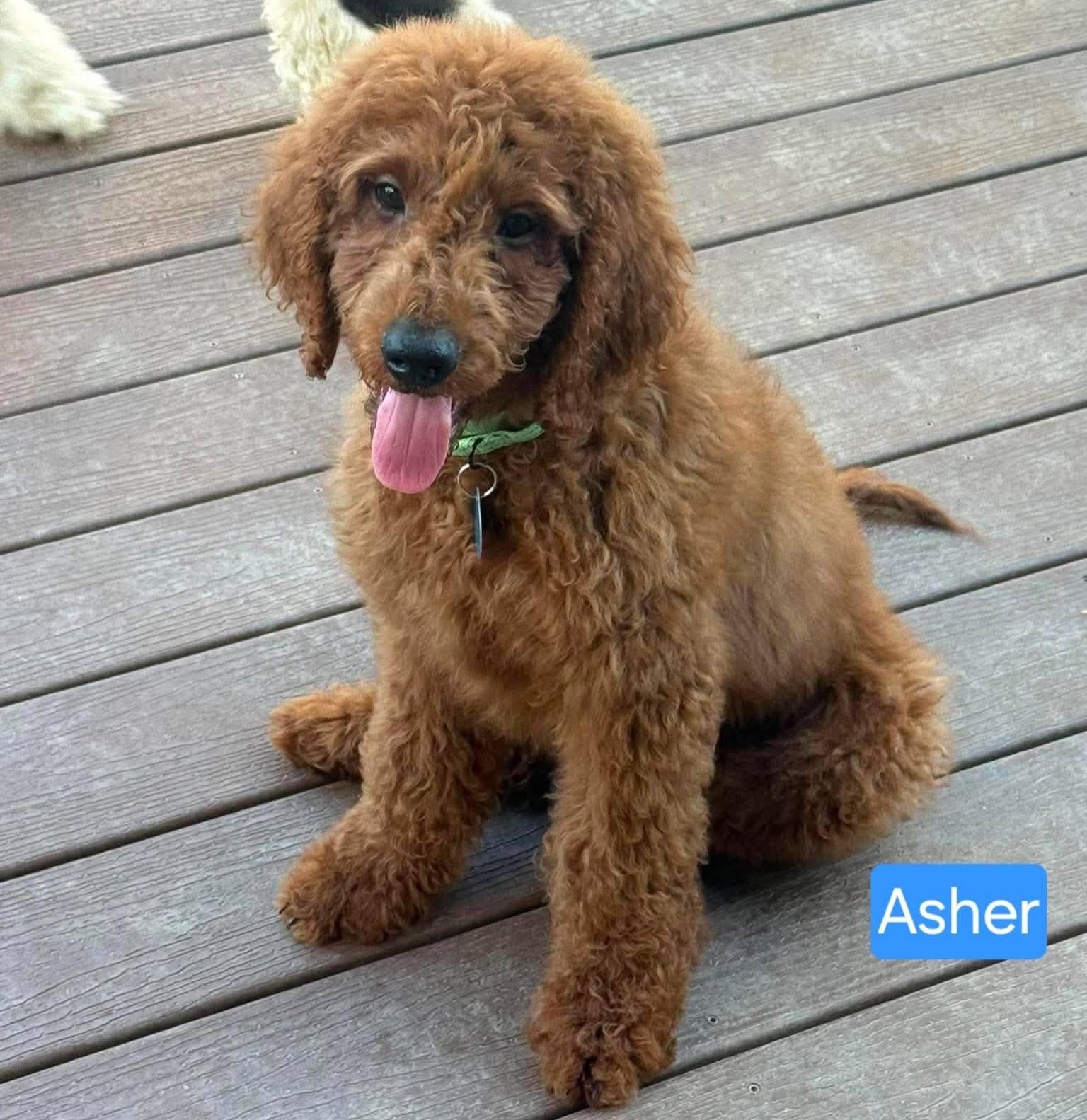 Asher, adopted, Puppy Male Goldendoodle.