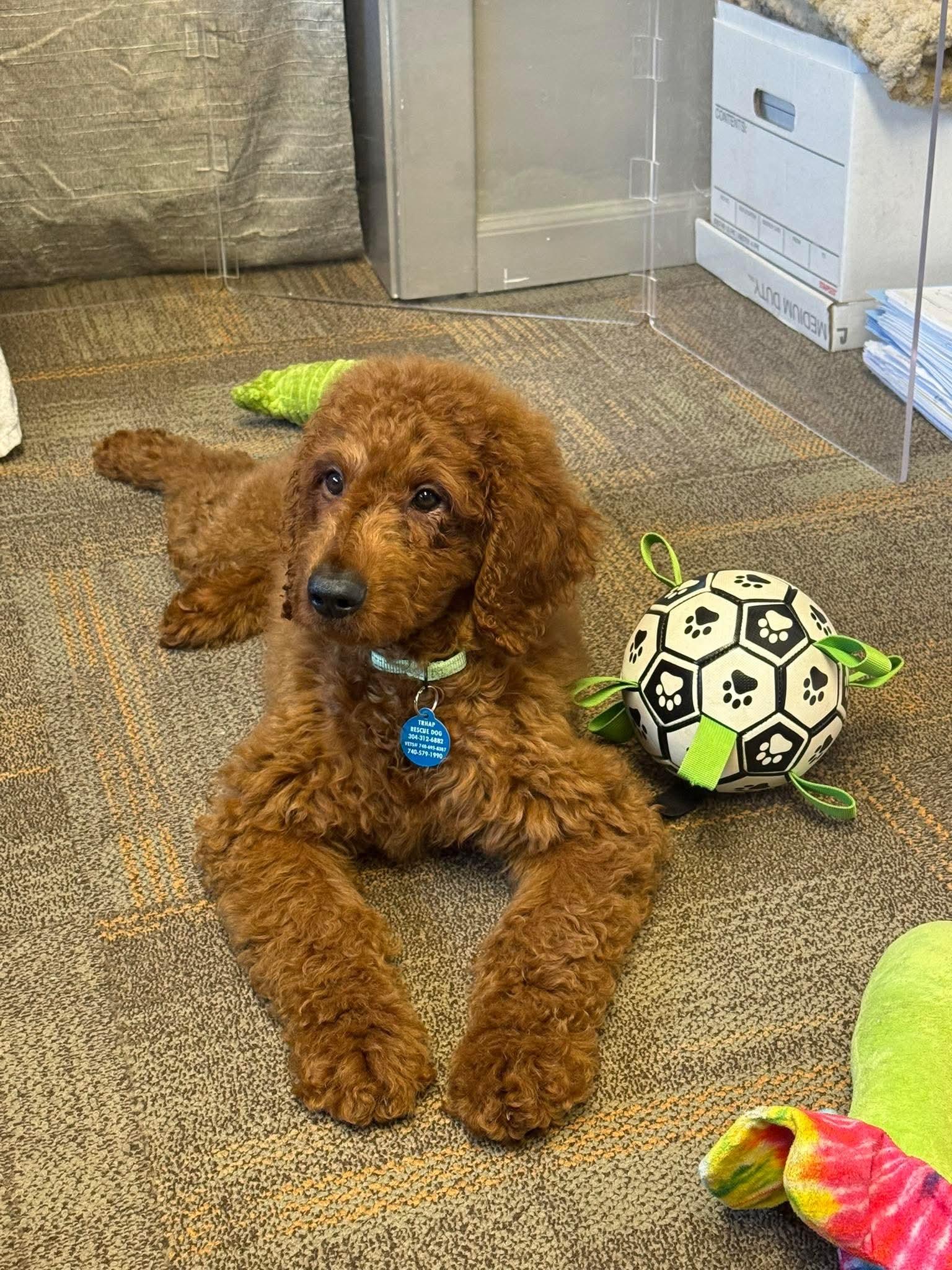 Enlarge Asher, an adopted Goldendoodle in St. Clairsville, OH image 4/4