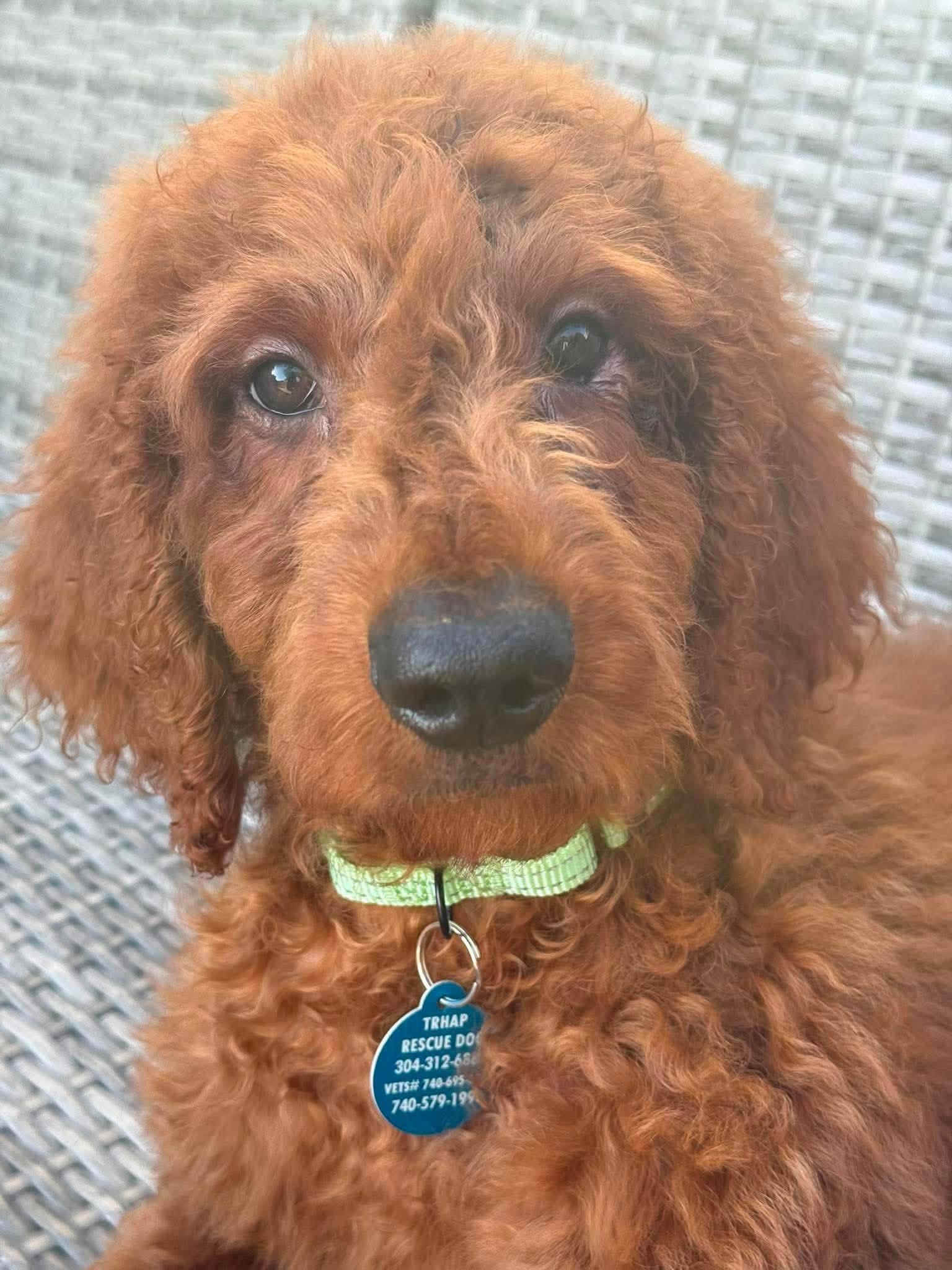 Enlarge Asher, an adopted Goldendoodle in St. Clairsville, OH image 2/4