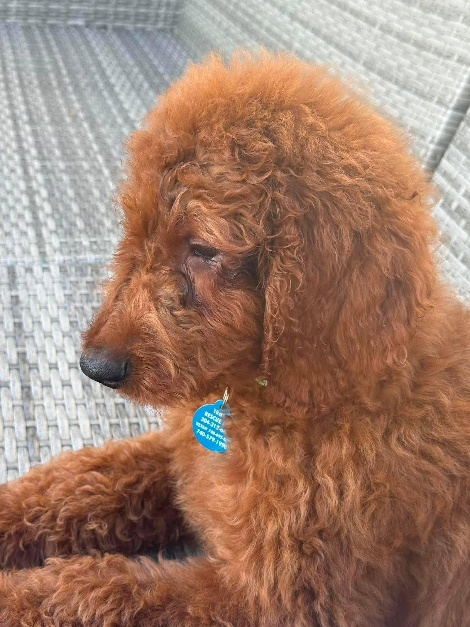 Enlarge Asher, an adopted Goldendoodle in St. Clairsville, OH image 3/4