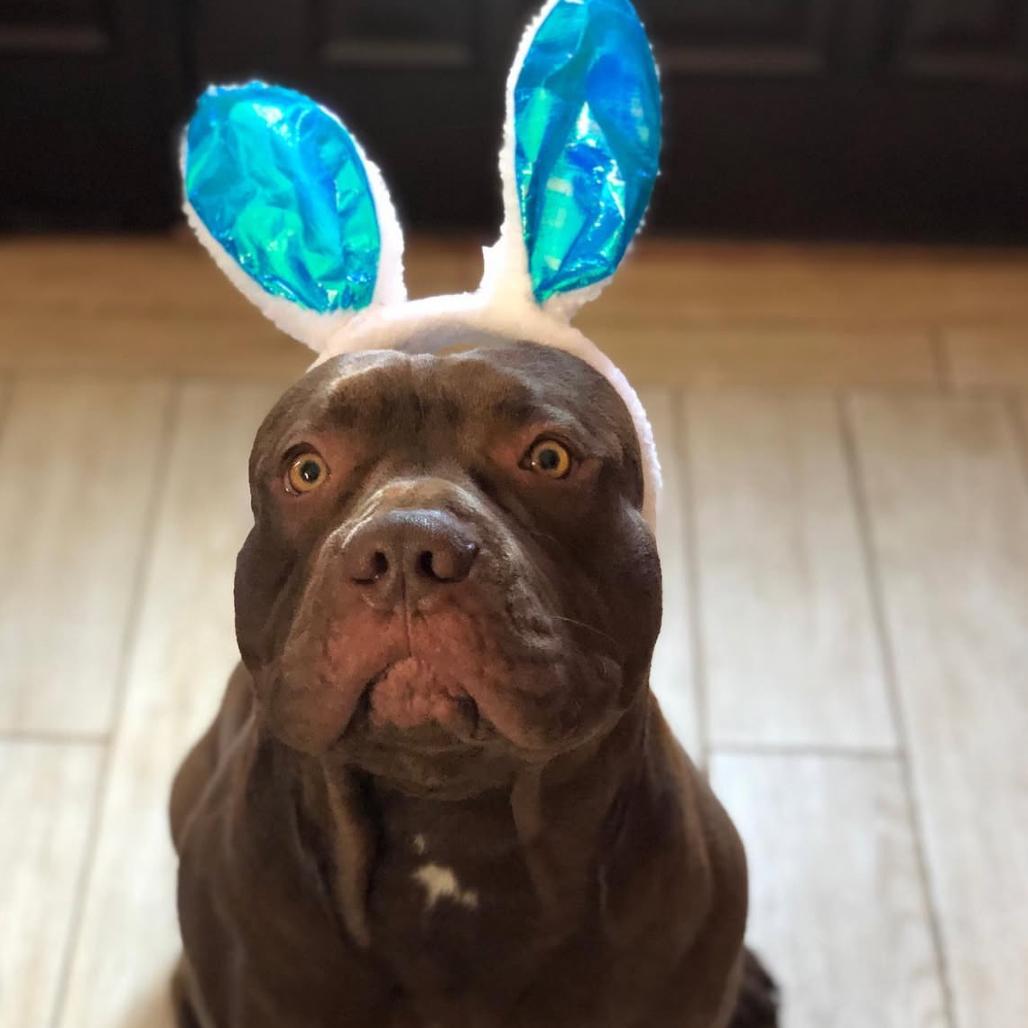 Rocco, Adoptable, Adult Male Pit Bull Terrier.