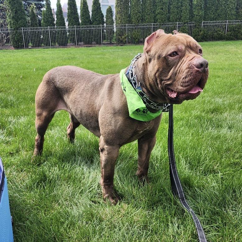 Enlarge Rocco, a Adoptable Pit Bull Terrier in Easton, PA image 2/5