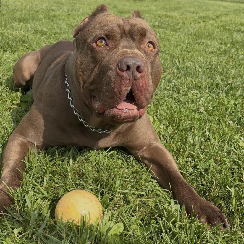 Rocco, a Adoptable Pit Bull Terrier in Easton, PA image 2/6