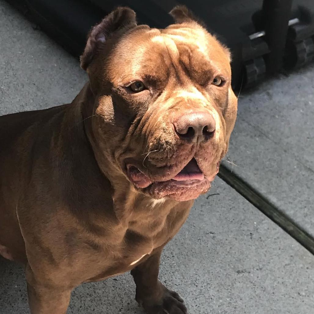 Rocco, a Adoptable Pit Bull Terrier in Easton, PA image 3/6