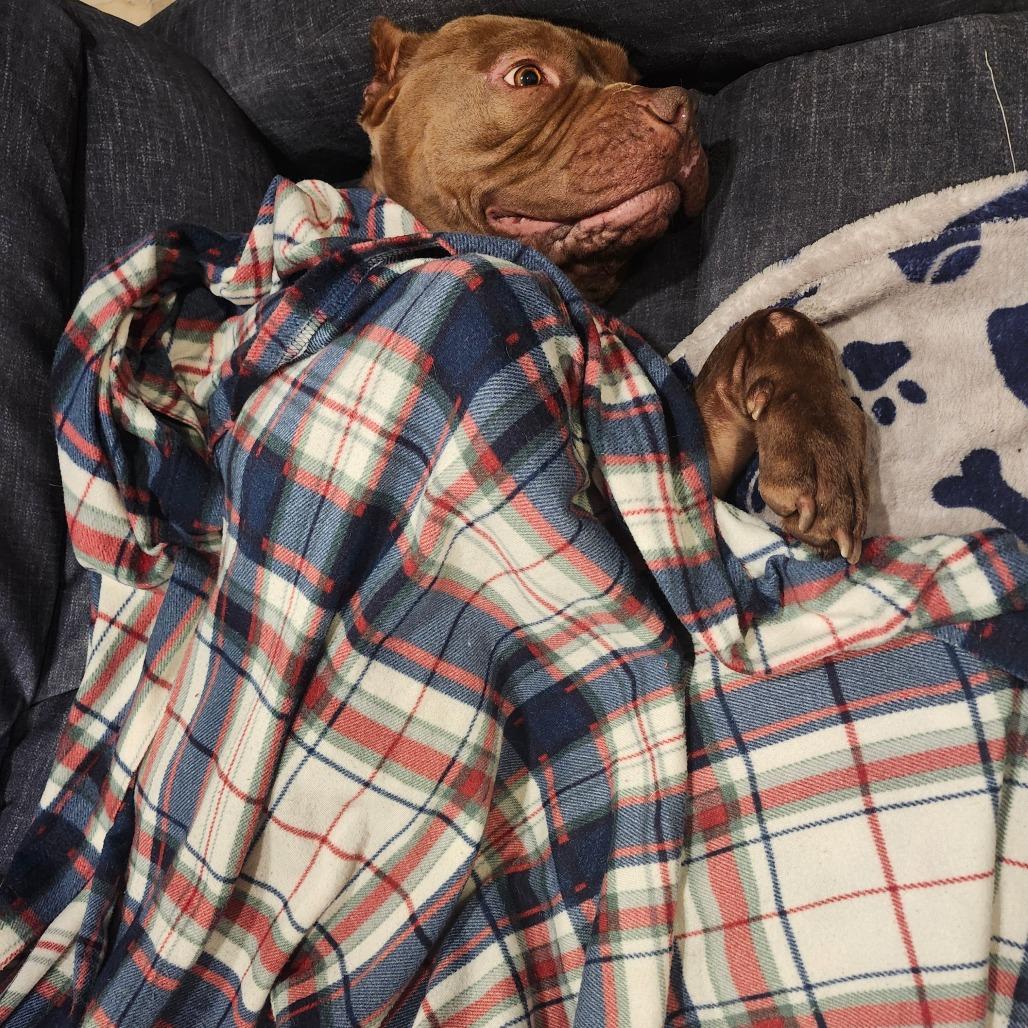 Enlarge Rocco, a Adoptable Pit Bull Terrier in Easton, PA image 1/5