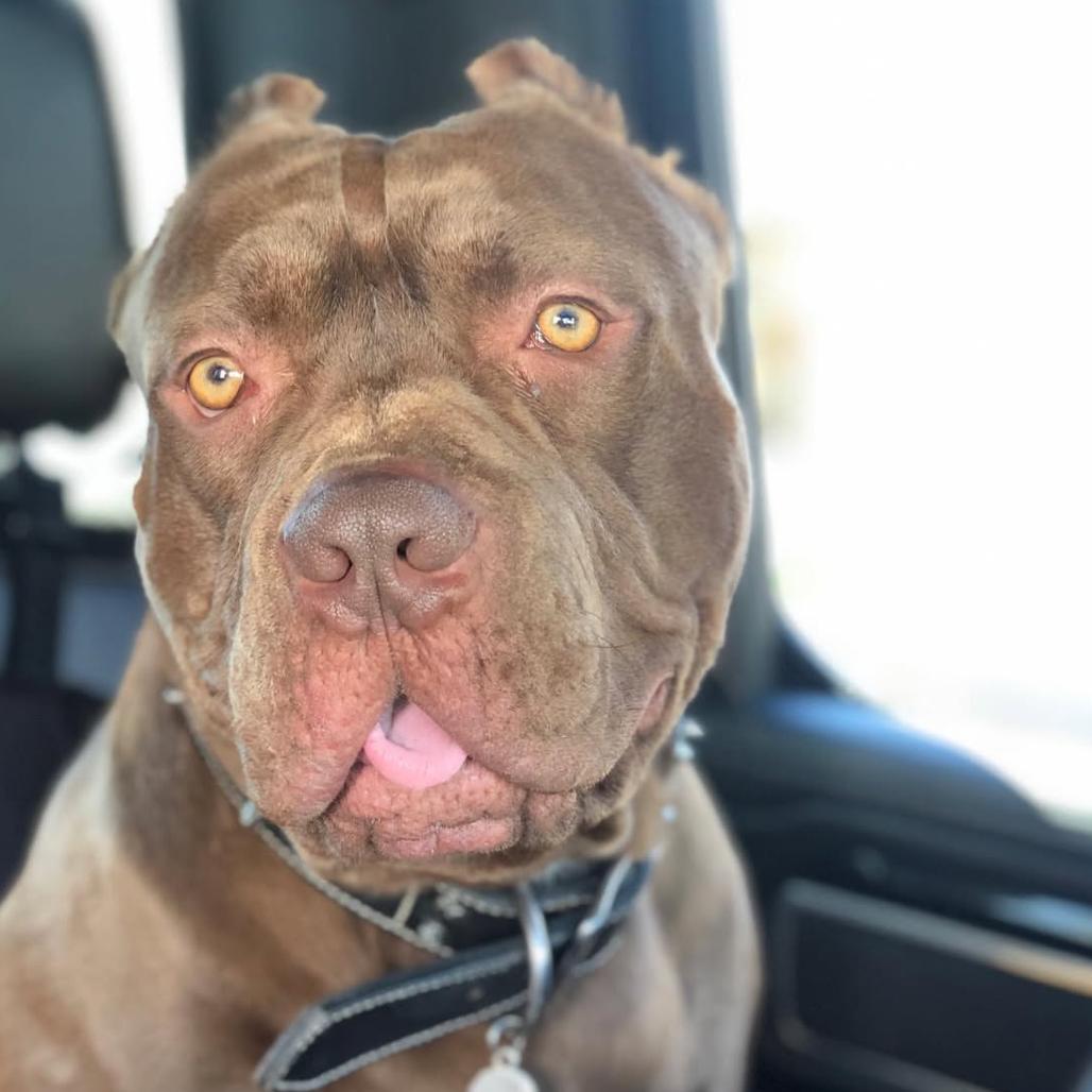 Rocco, a Adoptable Pit Bull Terrier in Easton, PA image 4/6