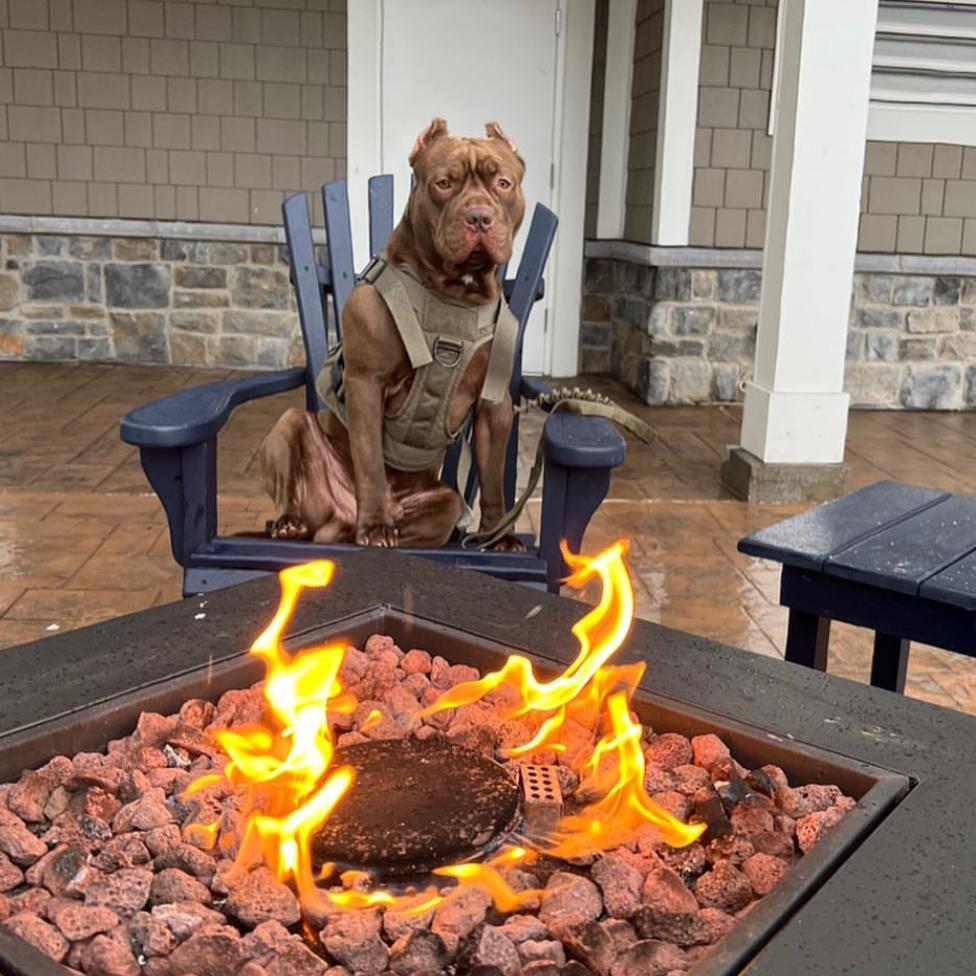 Rocco, a Adoptable Pit Bull Terrier in Easton, PA image 5/6