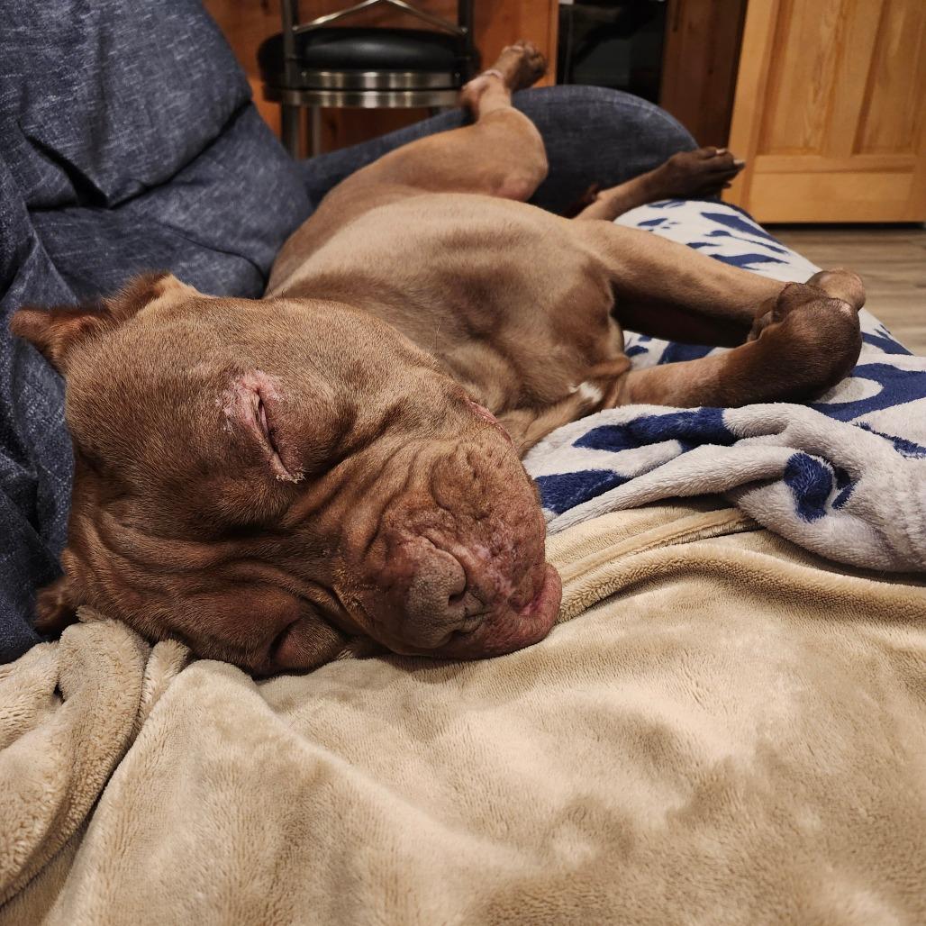 Enlarge Rocco, a Adoptable Pit Bull Terrier in Easton, PA image 3/5